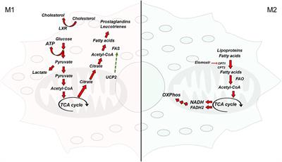 New Insights on the Role of Lipid Metabolism in the Metabolic Reprogramming of Macrophages